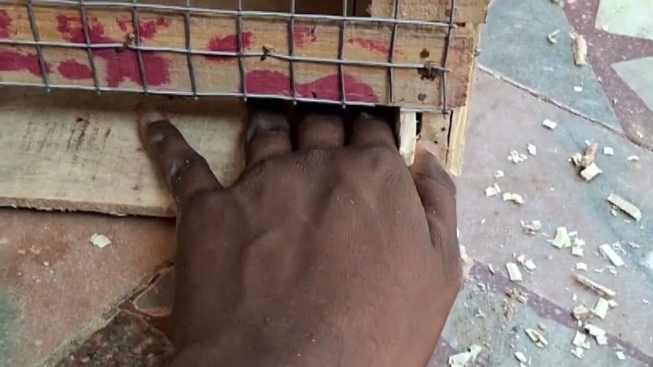 Hi friends 🧡 Today I am creating a pigeon breeding cage – Part 3. 🛠️🕊️ #BNANIMALSSHOP