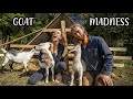 WE'RE IN OVER OUR HEADS // goat farming struggles