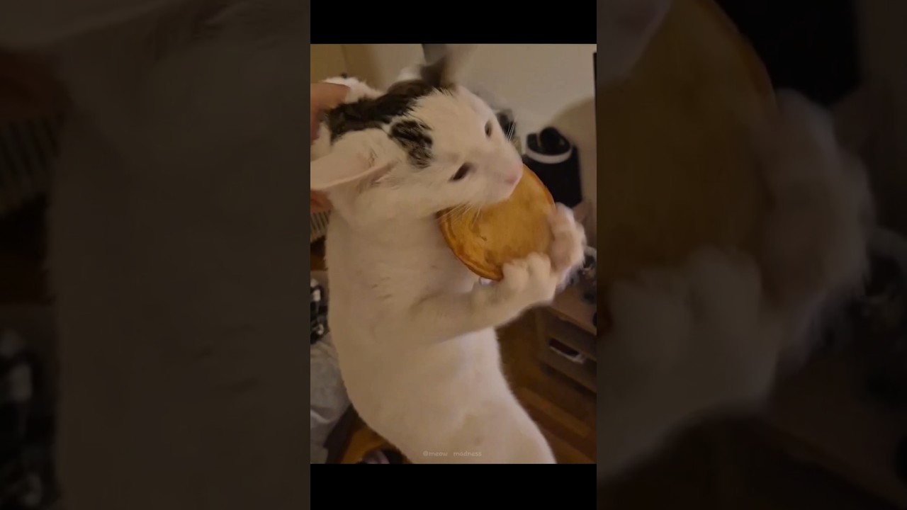 His greed sickens me #cat