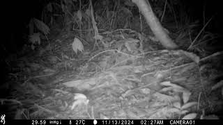 竹縣峨眉野溪喜見石虎 地方憂開發案影響生態