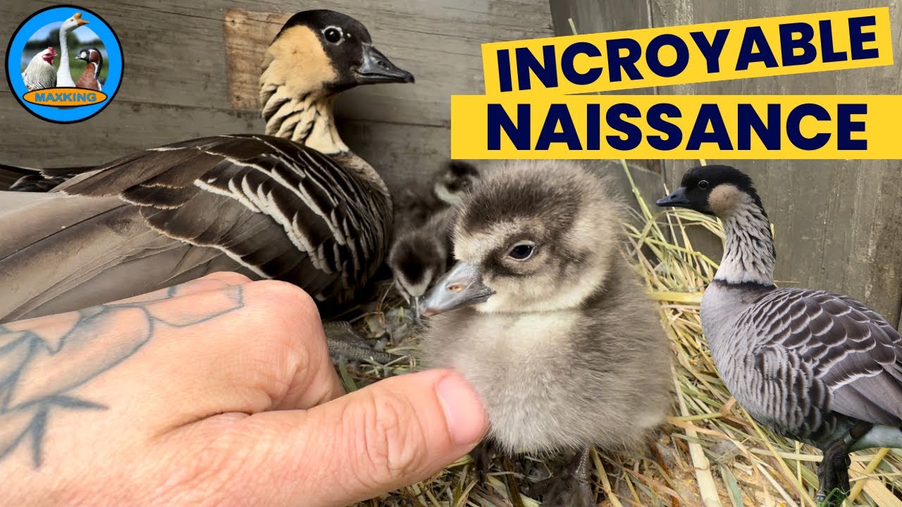 INCROYABLE NAISSANCE DANS L’ÉLEVAGE