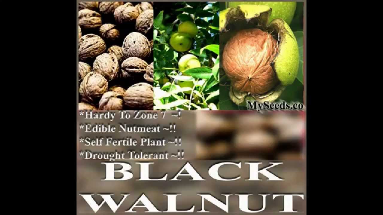 Northern California Walnut - Hinds Black Walnut - Juglans hindsii TREE Seeds on  www.MySeeds.Co