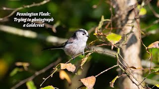 Taking photos of the UK's smallest bird is not easy! News