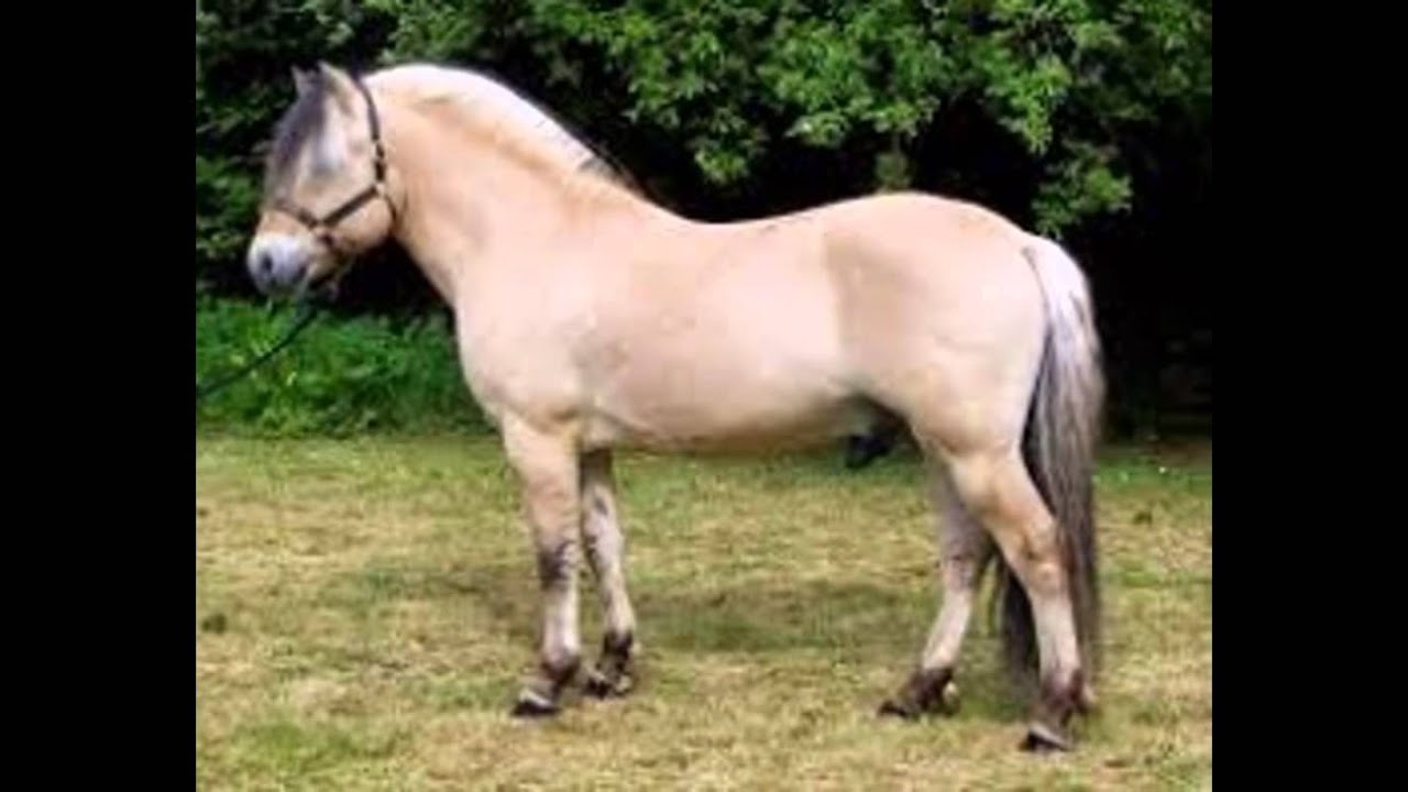 Verbazingwekkend leuke paarden foto's - YouTube RJ-41