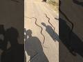Kisi Ne Mar Diya Snake Ko 😳 #minivlog #vlog #shorts