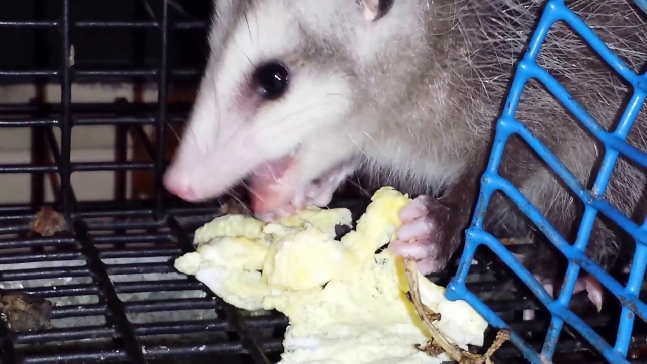 Baby opossum eating eggs YouTube