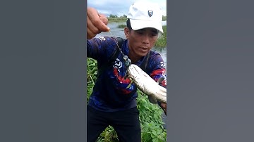 câu lure cá lóc cận cảnh cú táp phê người