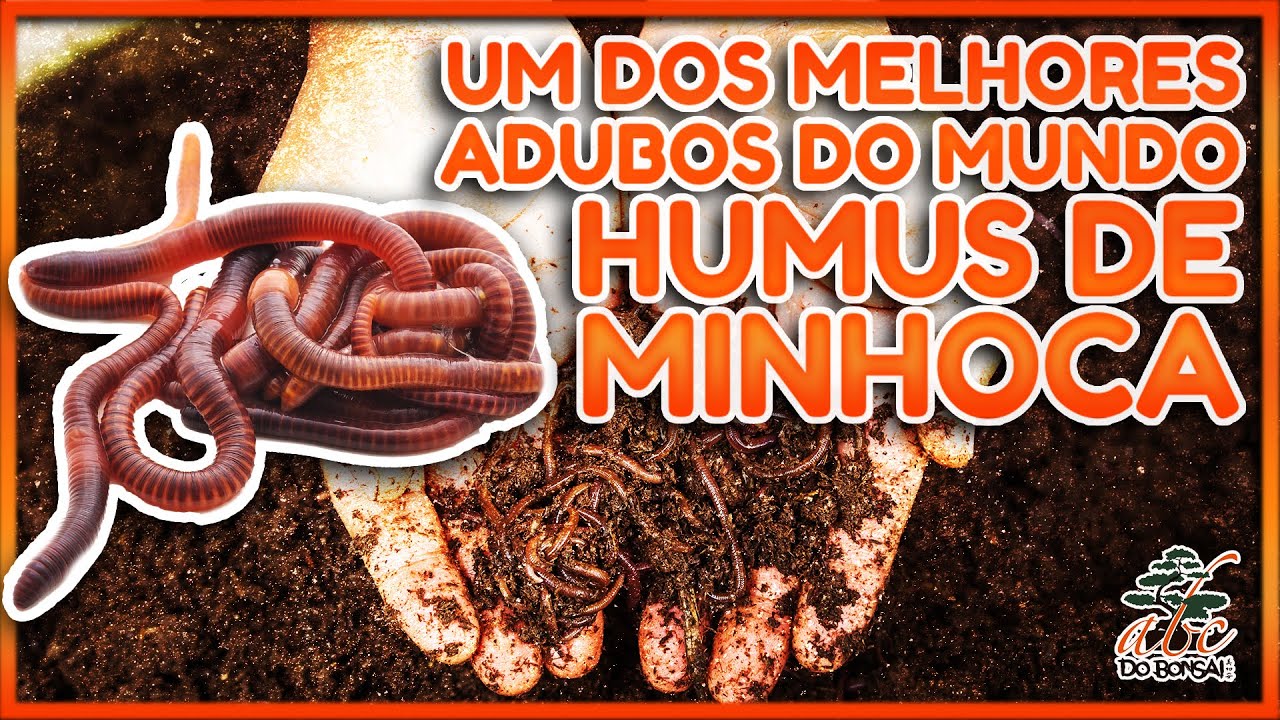 UM DOS MELHORES ADUBOS DO MUNDO - HUMUS DE MINHOCA 💩🪱 - DICA DA SEMANA ...