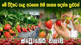 ස්ට්‍රෝබෙරි වගාව දැනගෙන කරන්න|strawberry cultivation in sri lanka|strawberry fruit farming|agro park