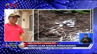 Warga Depok Temukan Belasan Ular Kobra Dan Telurnya Di Permukiman - Bis 1512