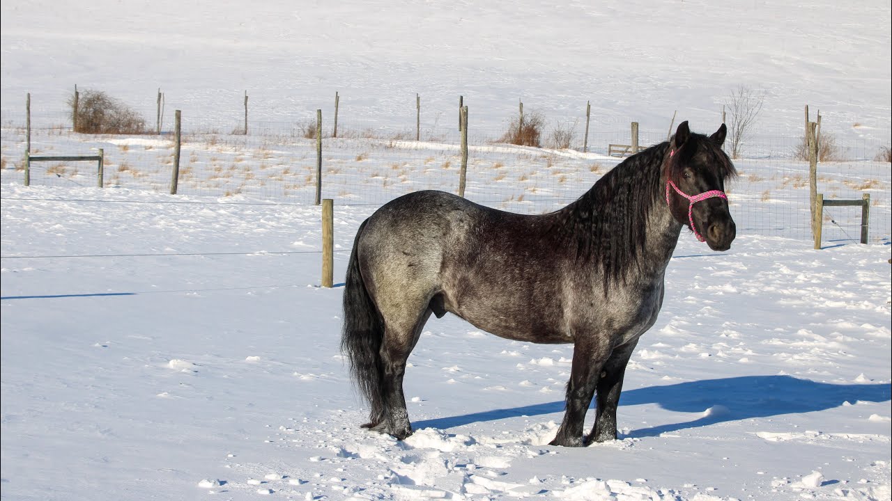 Gus, Blue roan gelding