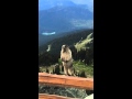 Marmot screaming on Blackcomb Mountain