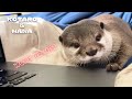 仕事してたらカワウソがじーっと見つめて何かを訴えてきた　My Otter Won't Let Me Work