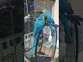 hello guys!