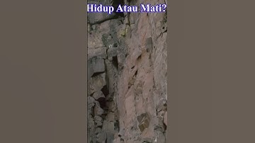 Anak Burung Belibis Belajar Terbang Dengan Resiko Yang Besar