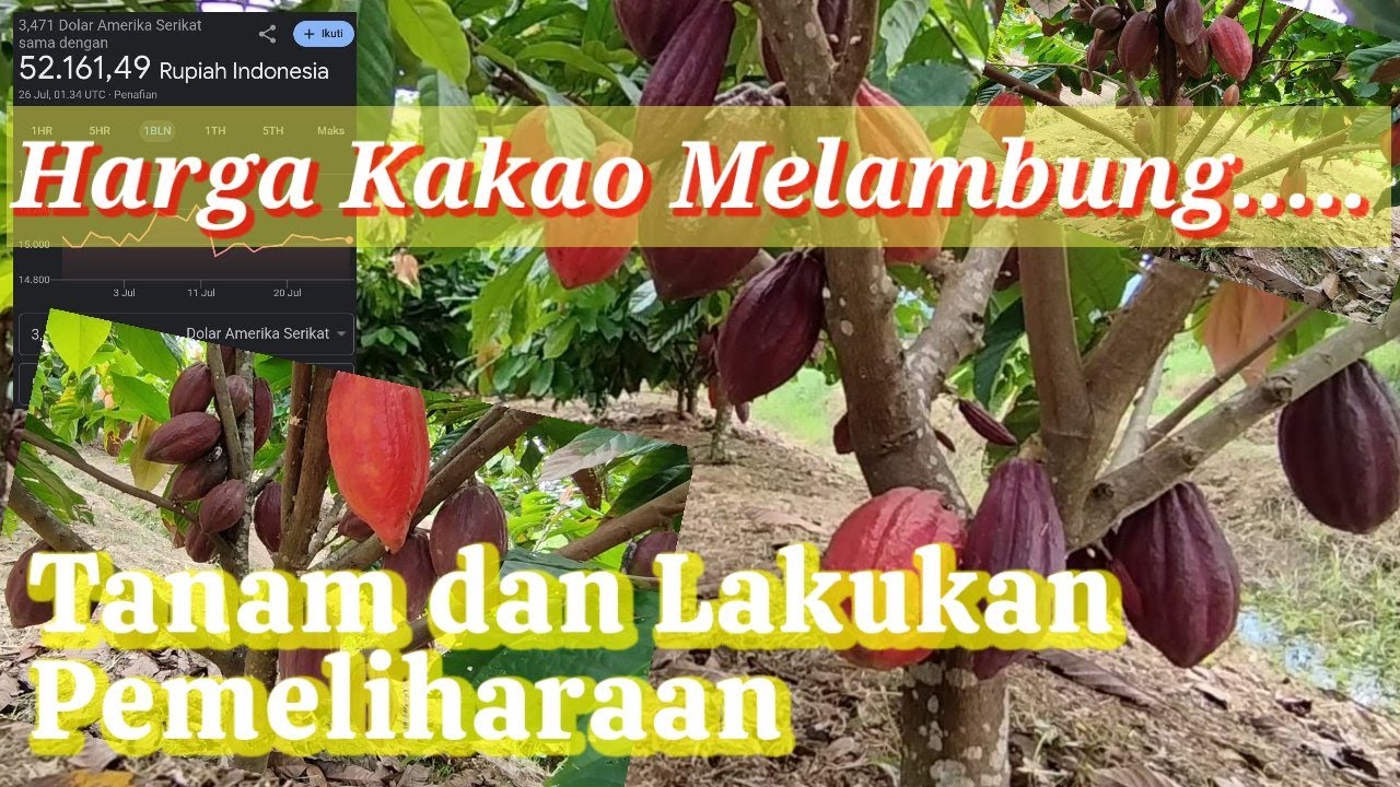 Kakao Memang Luar Biasa//Clon MCC02/Clon S2