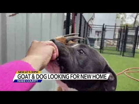 Cinnamon and Felix: Goat, dog duo inseparable at Wake Animal Center