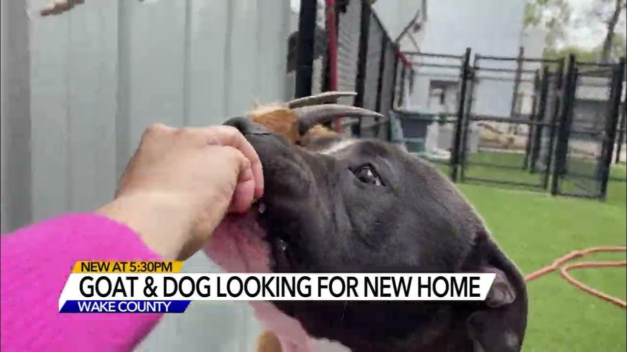 Cinnamon and Felix Goat, dog duo inseparable at Wake Animal Center