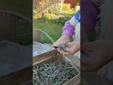 Video: Mulčiranje rastlin sivke – Kako mulčiti sivko na vrtu