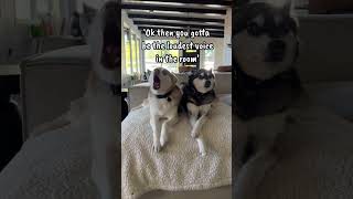 SASSY Mini Husky Explains How To Deal With Bossy Sibling