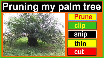 How to trim a palm tree