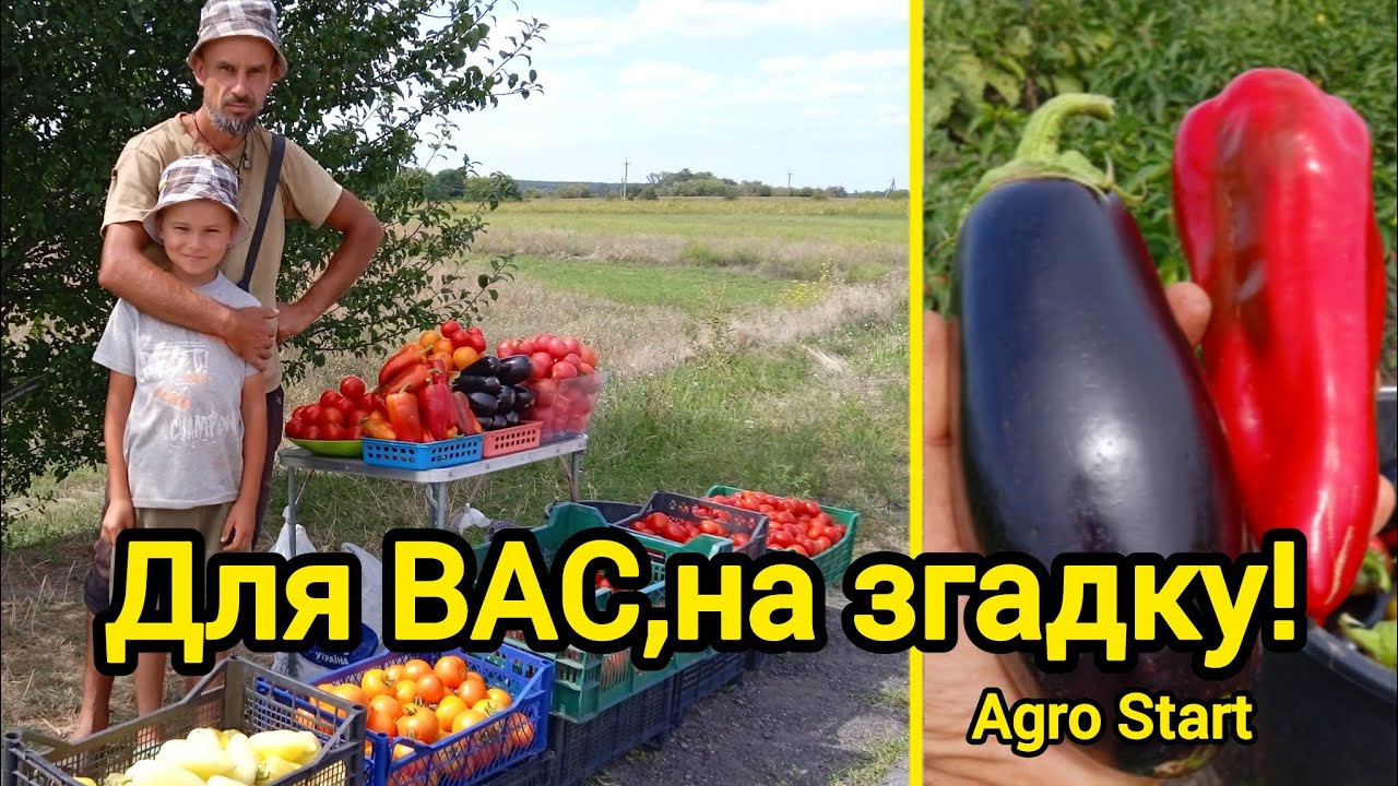 Огляд томатів на яких можна заробити!