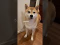 【柴犬】お返事するわんこ