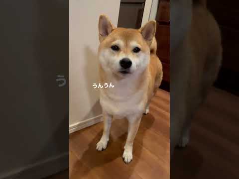 【柴犬】お返事するわんこ