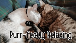 Purrfectly Relaxing: 20 Minutes of Relaxing Kitty Calm