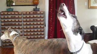 Greyhounds Singing a Roo