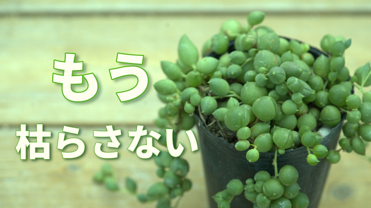 687 [Actually Easy] How to Care for String of Pearls: Placement