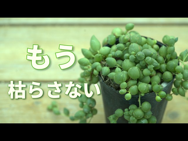687 [Actually Easy] How to Care for String of Pearls: Placement