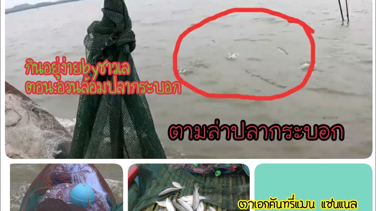 กินอยู่ง่ายbyชาวเล :ตอน อวนล้อมปลากระบอก