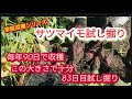 【サツマイモ試し掘り】毎年90日で収穫。今年は83日目で試し掘り、大きく育っています。【家庭菜園シリーズ】