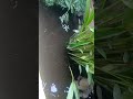 #resort #fish #music