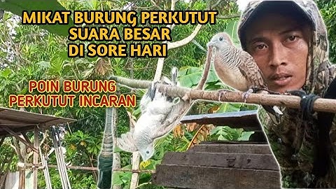 MIKAT BURUNG PERKUTUT SUARA BESAR DISORE HARI, POIN MANTAP 👍👍