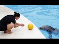 Dolphins Playtime