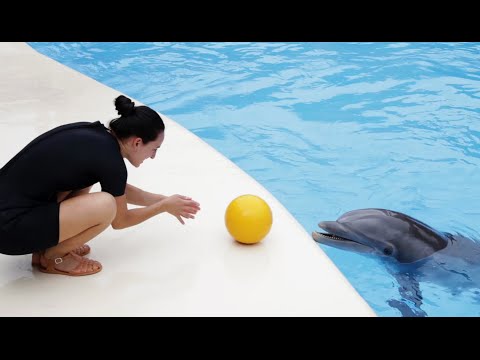 Video: Freundliche Delfine