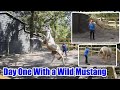 Day One With A Wild Mustang | My New Project Horse