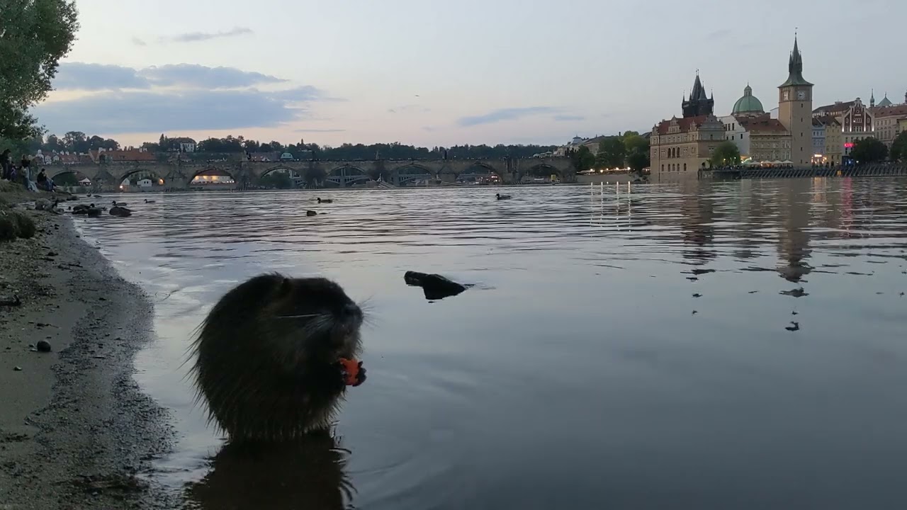 Nutria in Prague 1