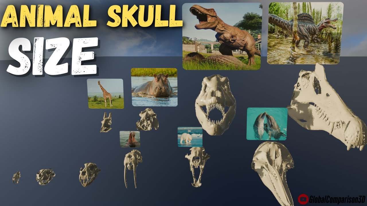 Biggest Skull in History? 3D Skull Size Comparison | Mammoth vs Blue Whale