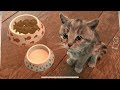 My Favorite Cat Little Kitten Adventure Spielen Sie Lustige Pflegespiele Für Kinderabenteuer