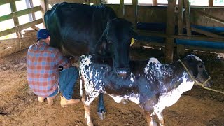 Tirando leite das vacas 🐮 screenshot 3
