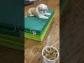 名犬定食 #dog #シーズー
