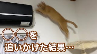 ○○を追いかけてクーラーに大ジャンプした猫がこちらですｗ by えぶりにゃん【ノアさんとこまちゃん日記】 2,194 views 2 years ago 4 minutes, 29 seconds