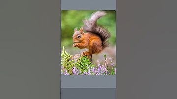 relaxing puzzle solving🧩|| #trending #puzzle #jigsaw #animals #viral #challenge #shorts #squirrel