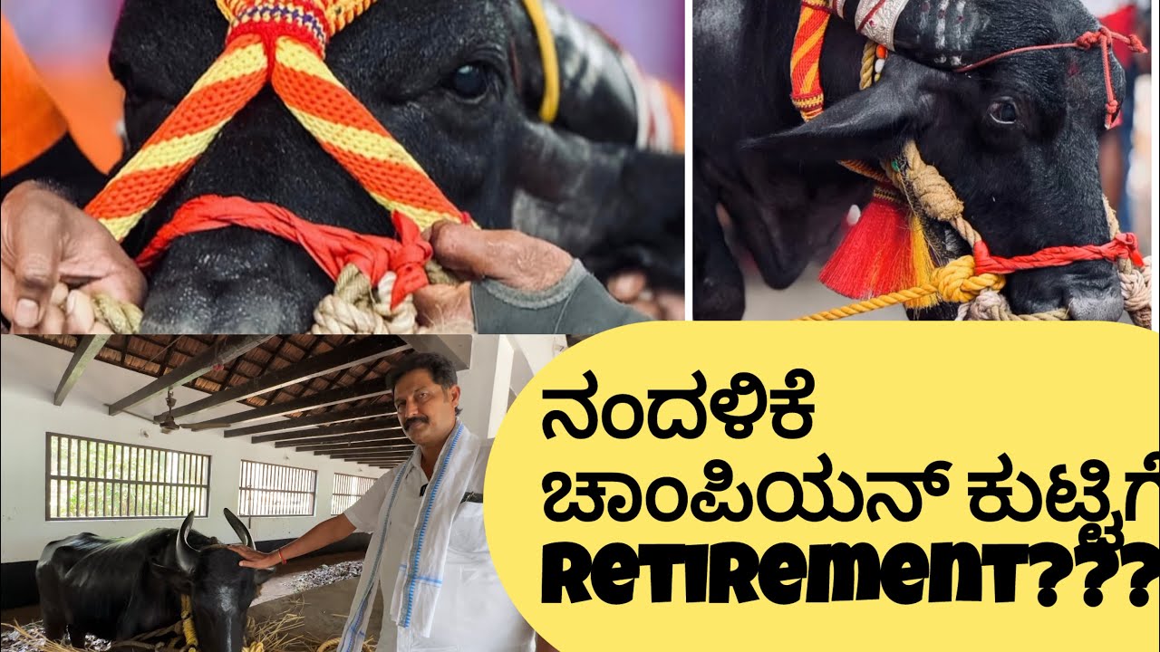 Retirement to Nandalike Champion Kutti ???