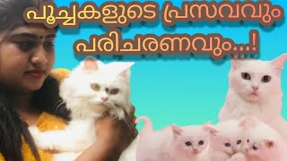 പൂച്ചകളുടെ പ്രസവവും പരിചരണവും.Cat studding,delivery and caring..All about persian cat.persiancat