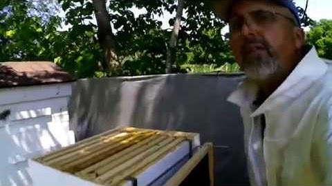 9 Frame Spacer For a 10 Frame Deep Box  ( Honeybees )