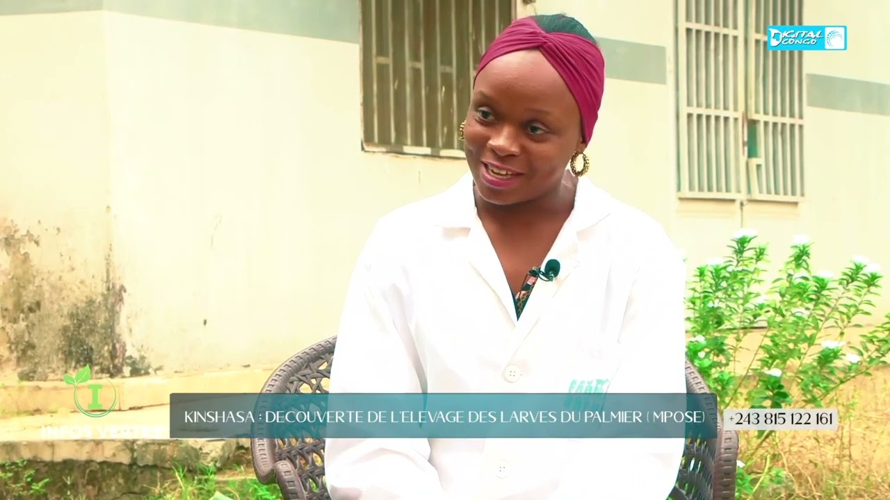 Découvrez l'élevage des larves du palmier (Mpose) à Kinshasa